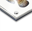 Jen-fish Bodianus guttatus Acrylic print