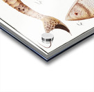 Maculated Cuirassier Loricaria maculata Acrylic print