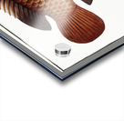 Tortoise-fish Anthias testudineus Acrylic print