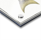 Sparus tetracanthus Acrylic print