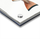 Whiting Pout Gadus Barbatus Acrylic print