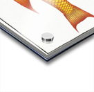 Bodian Bodianus Bodianus Acrylic print