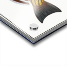 Bearded Umber Sciaena cirrosa Acrylic print