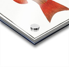 Dogs-tooth Sparus Cynodon Acrylic print