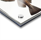 Dorsh Gadus Callarias Acrylic print