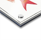 Sea-Roach Sparus Erythrinus Acrylic print