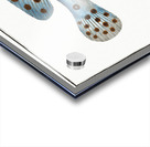 Argus Anthias Argus Acrylic print