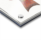 Maculated Bodian Bodianus maculatus Acrylic print