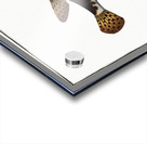 Long Diodon Diodon Atinga Acrylic print