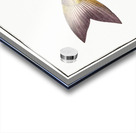 Toothless Mackrel Scomber edentulus Acrylic print