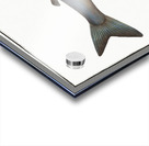 Goedens Salmon Salmo Goedenii Acrylic print