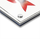 Cackerel Sparus Maena Acrylic print