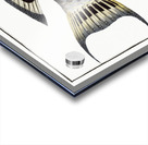 Streaked Gilt-head Sparus Fasciatus Acrylic print