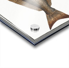 Holybut Pleuronectes Hippoglossus Acrylic print