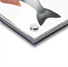 Basse Sciaena Labrax Acrylic print