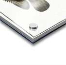 Chaetodon suratensis Acrylic print