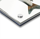 Baller-Carp Cyprinus Ballerus Acrylic print