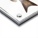 Great-scaled Bodian Bodianus macrolepidotus Acrylic print