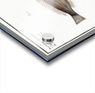 1. Streaked Holocentre Hoocentrus striatus 2. Silver-Holocentre Holocentrus Argentinus Acrylic print