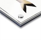 Chinese Herring Clupea sinensis Acrylic print