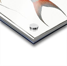 Saltwater Katfish Silurus Bagre Acrylic print