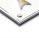 Lineated Umber Sciaena lineata Acrylic print