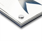 Sprat Clupea Thrissa Acrylic print