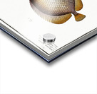 1. Chinese Chetodon Chaetodon Chinensis 2. Kleins Chetodon Chaetodon Kleinii Acrylic print