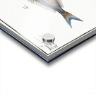 1. Starry Bodian Bodianus stellifer 2. Silver Bodian Bodianus Argenteus Acrylic print