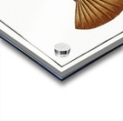 Cuckold-fish Ostracion Quadricornis Acrylic print