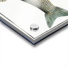 Chub Cyprinus Jeses Acrylic print