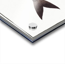 Black-Pampel Stromateus niger Acrylic print