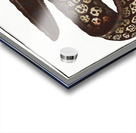 Murane Muraena Helena Acrylic print