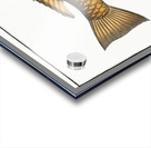 Green Parrot-fish Scarus viridis Acrylic print