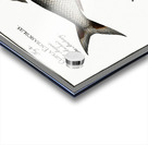 1. Schad Clupea Alosa 2. Anchovy Clupea Encrasicolus Acrylic print