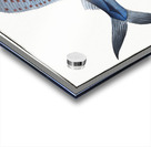 Ola-Fish Scomber Gladius Acrylic print