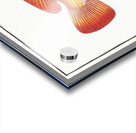 Holocentrus auratus Acrylic print