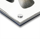 Black-Umber Sciaena nigra Acrylic print