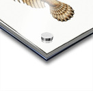 Scorpaena horrida Acrylic print