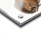 Pearl Pleuronectes Rhombus Acrylic print