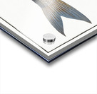 Kalamin Polynemus plebeius Acrylic print