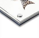 Checkred Holocentre Holocentrus tigrinus Acrylic print