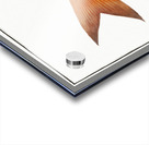 Goggle-eye Sparus macrophthalmus Acrylic print