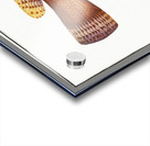 Maculated Wrasse Labrus maculatus Acrylic print