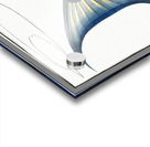 Old-Wife Balistes Vetula Acrylic print