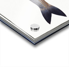 Pilchard Clupea Pilchardus Acrylic print