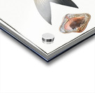 Base Sparus Sargus Acrylic print