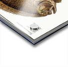 Turbot Pleuronectes maximus Acrylic print