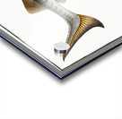 Sturgeon Acipencer Sturio Acrylic print