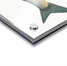 Blicca Cyprinus Blicca Acrylic print